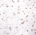 Ciclolinea Cork Tape White
